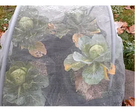 Alle Netze & Abdeckplane (Agro) Insektennetz - 3mx10m - 110g/m2 - Transparent